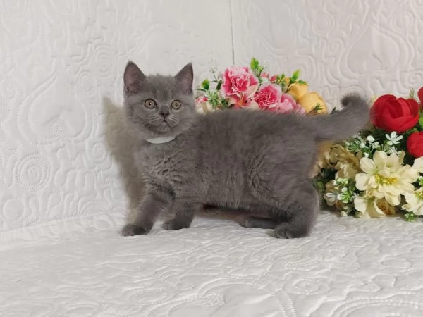 British Shorthair Mimo | Foto 5