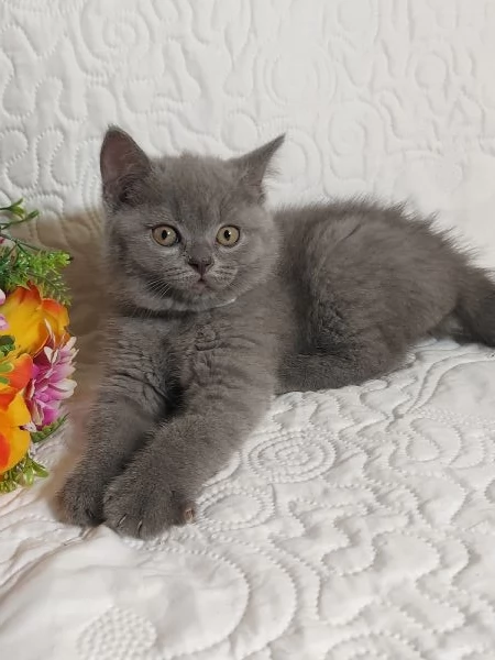 British Shorthair Mimo | Foto 4