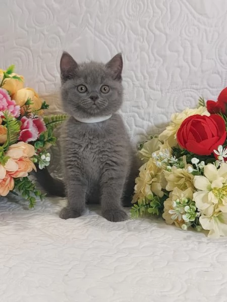 British Shorthair Mimo | Foto 2