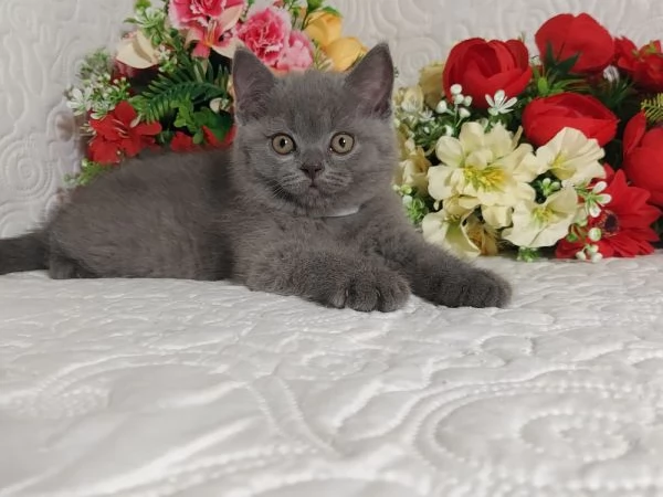 British Shorthair Mimo | Foto 1