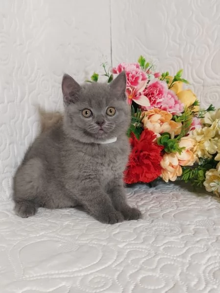 British Shorthair Mimo | Foto 0