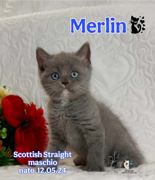 Scottish Straight bellezza rara  | Foto 2
