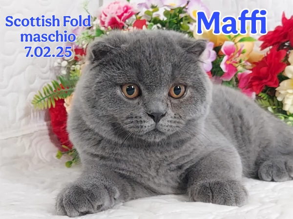 Scottish foldStraight  e British  | Foto 3