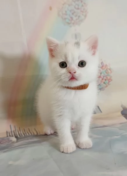 British Shorthair bianco  | Foto 5