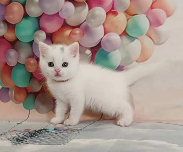 British Shorthair bianco  | Foto 4