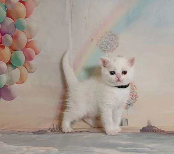 British Shorthair bianco  | Foto 3