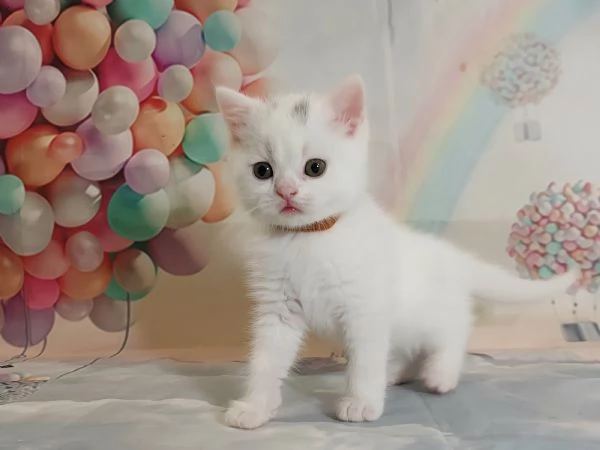British Shorthair bianco  | Foto 2