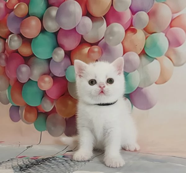 British Shorthair bianco  | Foto 1