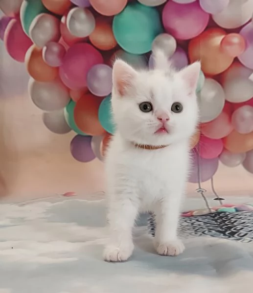 British Shorthair bianco  | Foto 0