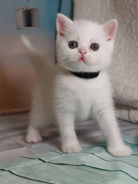 British Shorthair bianco 