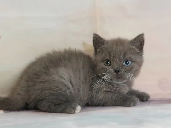 Scottish Fold e Straight con occhi impari  | Foto 4