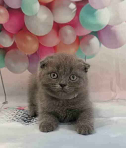 Scottish Fold e Straight con occhi impari  | Foto 3
