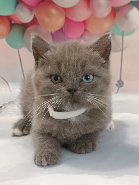 Scottish Fold e Straight con occhi impari  | Foto 2