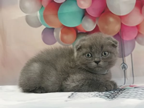 Scottish Fold e Straight con occhi impari  | Foto 1