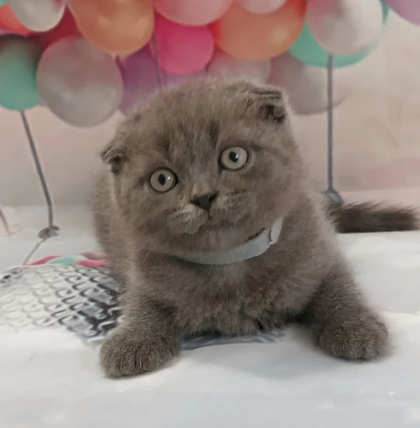 Scottish Fold e Straight con occhi impari 
