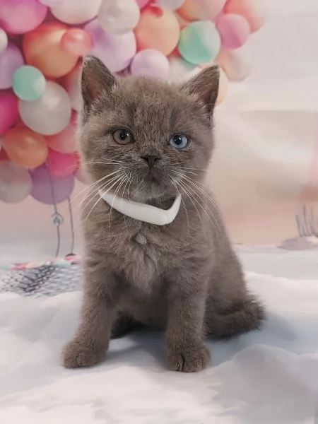 Scottish Fold e Straight con occhi impari  | Foto 0