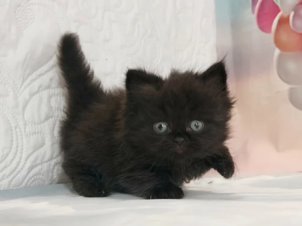 British Longhair nero