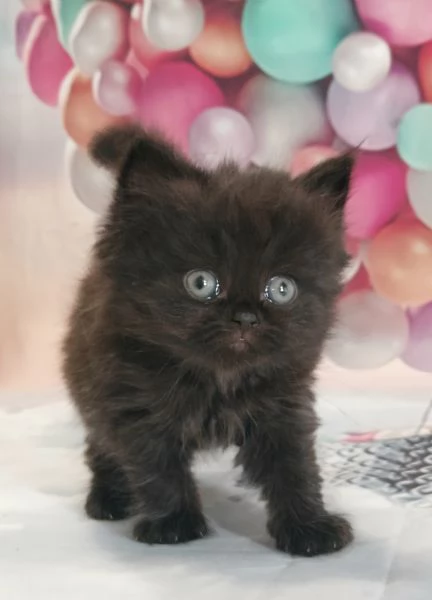 British Longhair nero | Foto 4