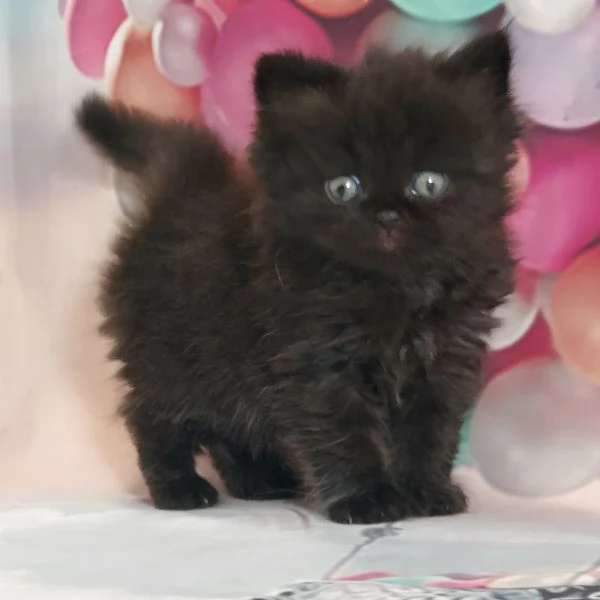 British Longhair nero | Foto 3