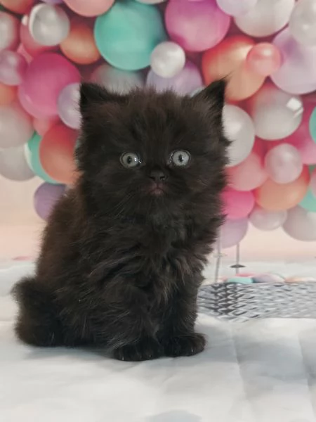 British Longhair nero | Foto 2