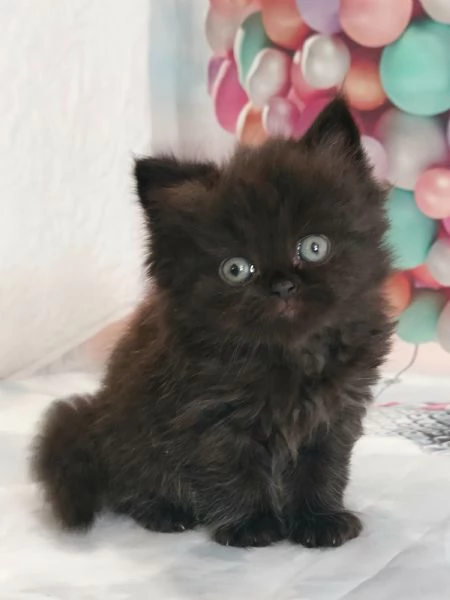British Longhair nero | Foto 1