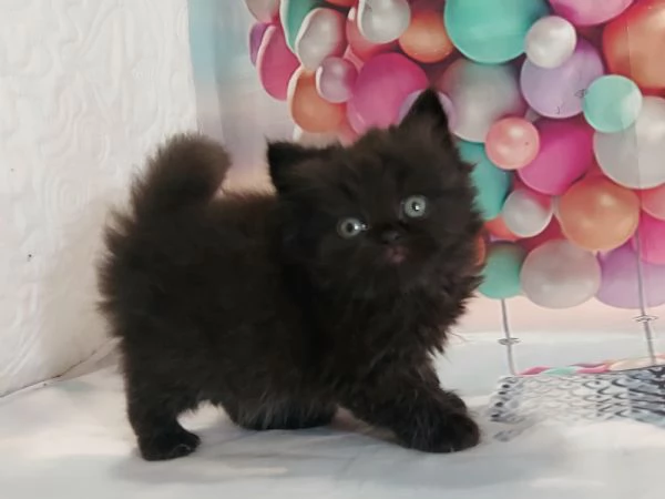 British Longhair nero | Foto 0