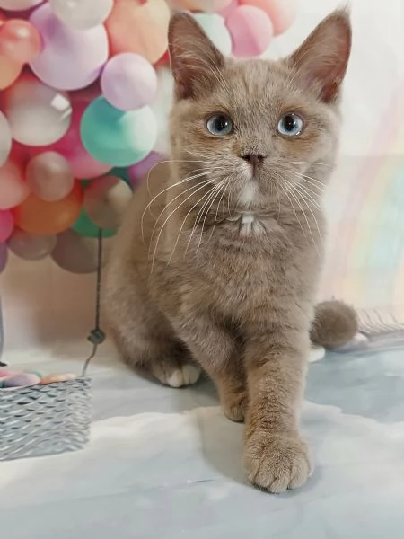 British Shorthair occhi Azzurri  | Foto 2