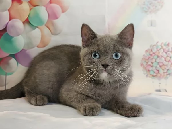 British Shorthair occhi Azzurri 