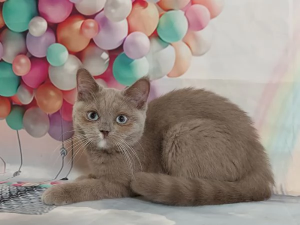 British Shorthair occhi Azzurri  | Foto 0