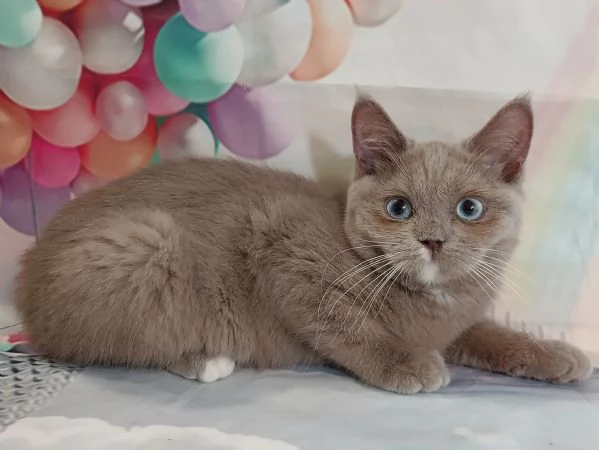 British Shorthair occhi Azzurri  | Foto 4