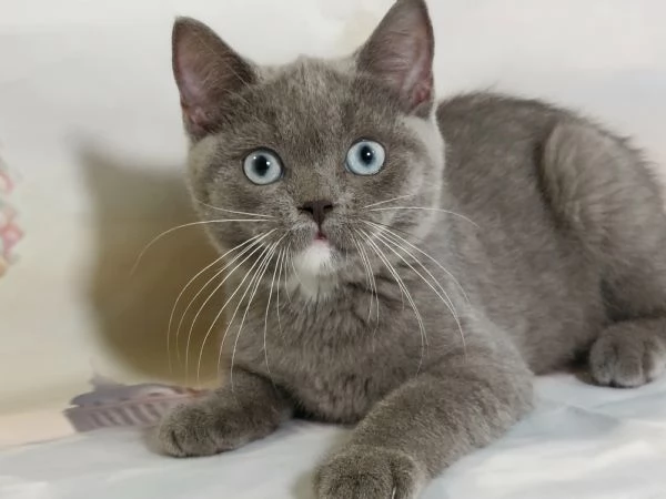 British Shorthair occhi Azzurri  | Foto 1