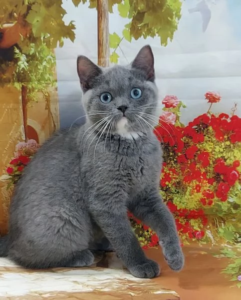 British Shorthair occhi Azzurri  | Foto 0