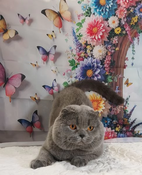 Scottish fold blue  | Foto 5