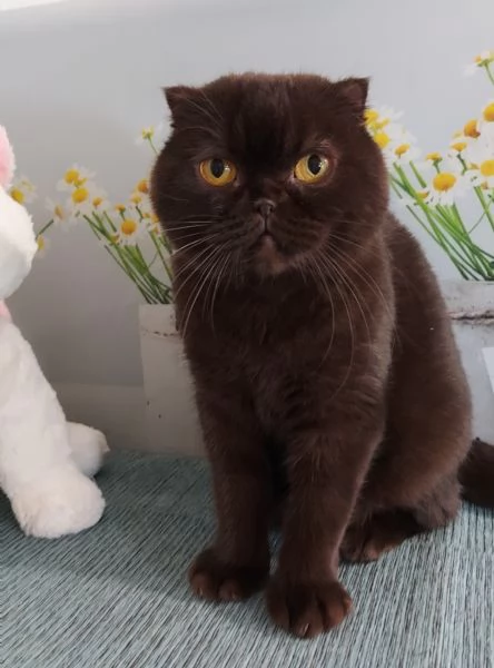 Scottish fold Gioela | Foto 3