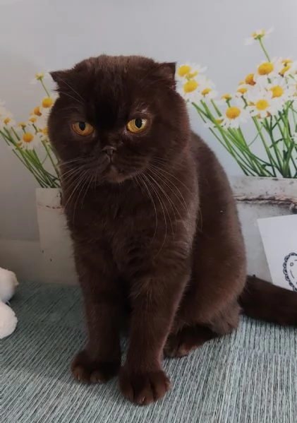 Scottish fold Gioela | Foto 2