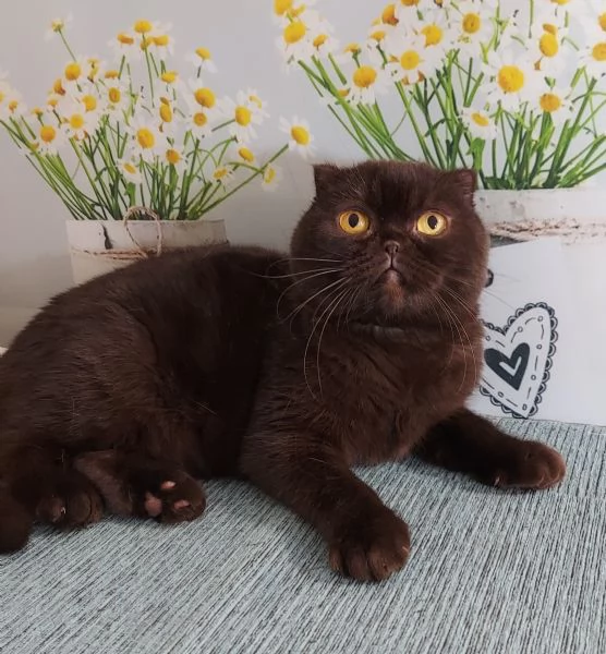 Scottish fold Gioela | Foto 1