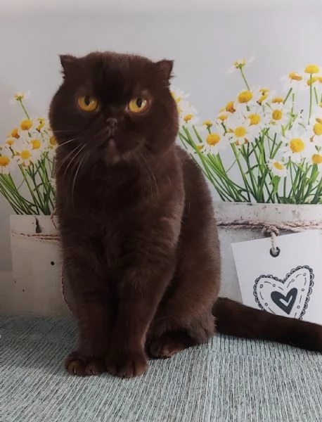 Scottish fold Gioela