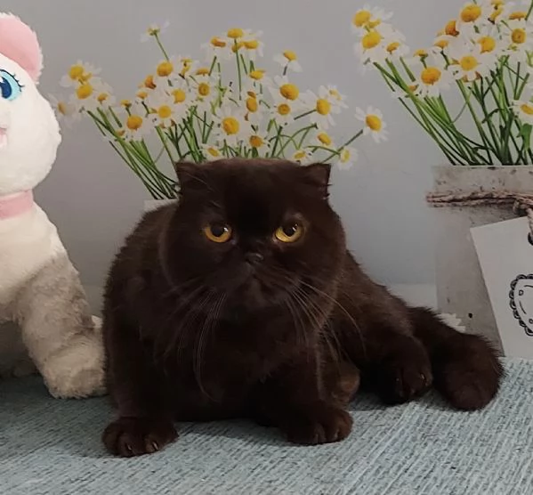 Scottish fold Gioela | Foto 0