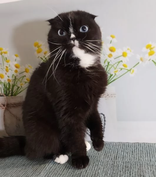 Scottish fold nera | Foto 3