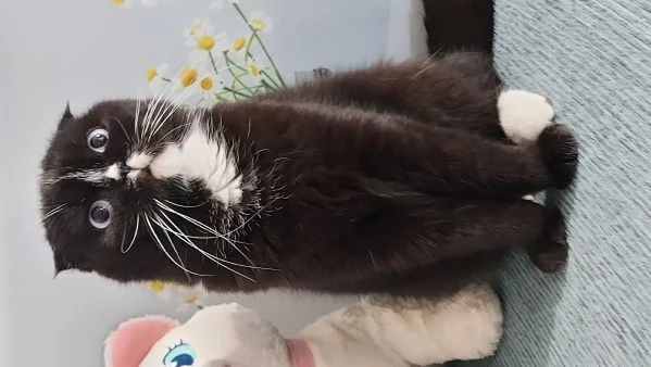 Scottish fold nera | Foto 1
