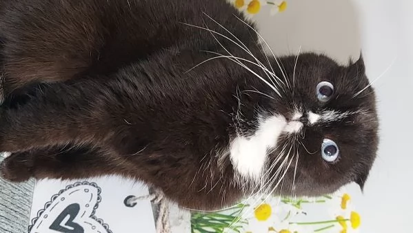 Scottish fold nera | Foto 0