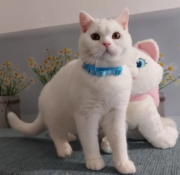 British Shorthair Memo | Foto 5