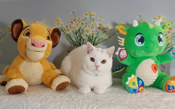 British Shorthair Memo