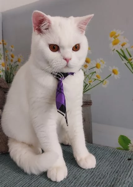 British Shorthair bianco  | Foto 3