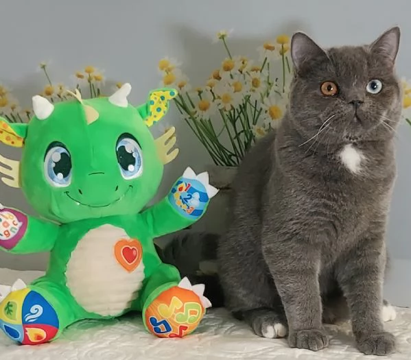 Scottish Straight occhi impari  | Foto 2