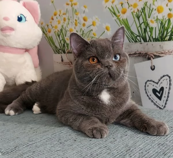 Scottish Straight occhi impari  | Foto 1