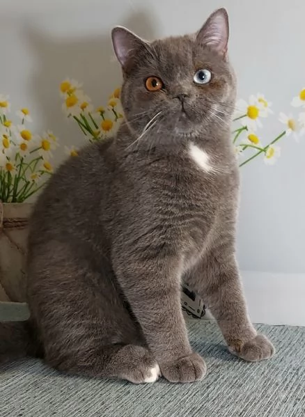 Scottish Straight occhi impari  | Foto 0