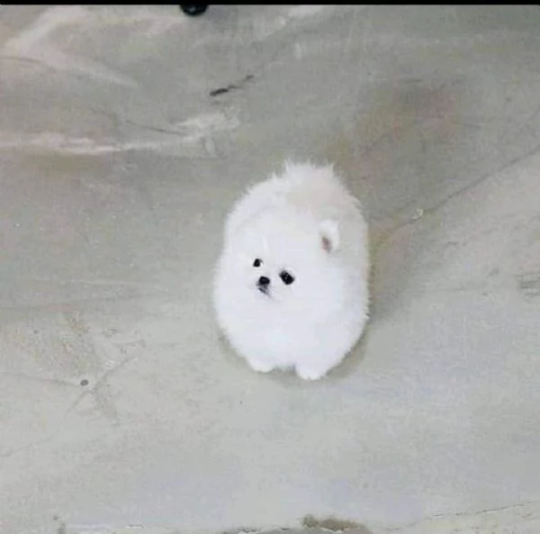 regalo  volpino pomerania mini toy