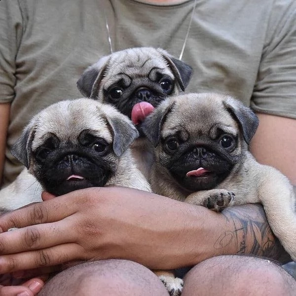 vendo simpaticissimi cuccioli di carlino