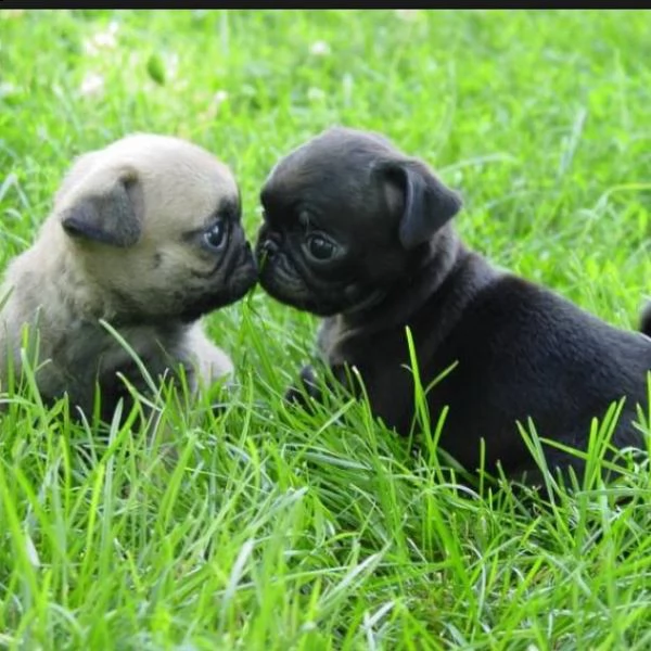 vendo bellissimi cuccioli di carlino